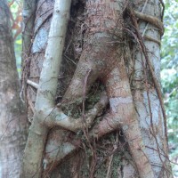 Schefflera emarginata (Moon) Harms